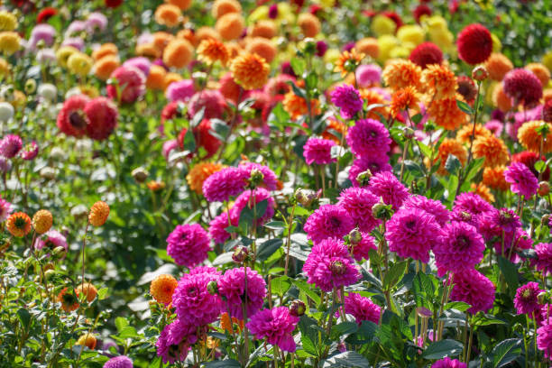 istock many dahlias in a german park 1179842405
