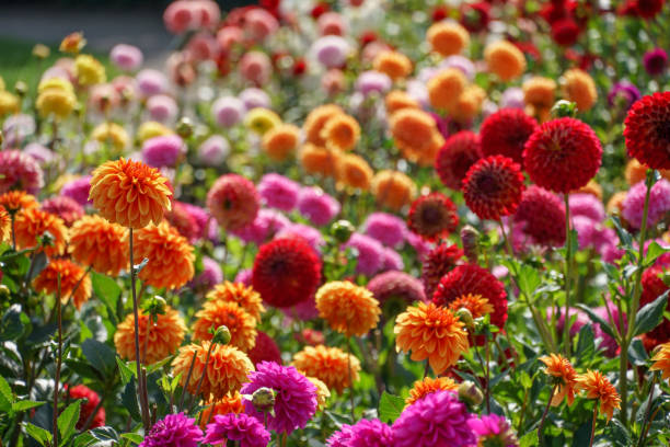 istock many dahlias in a german park 1179842435