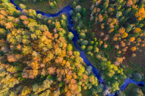 istock Aerial view of river and autumn forest 1179843822