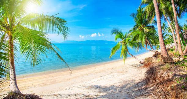 istock Beautiful tropical beach and coconut palm trees, Koh Samui, Thailand 1179843867