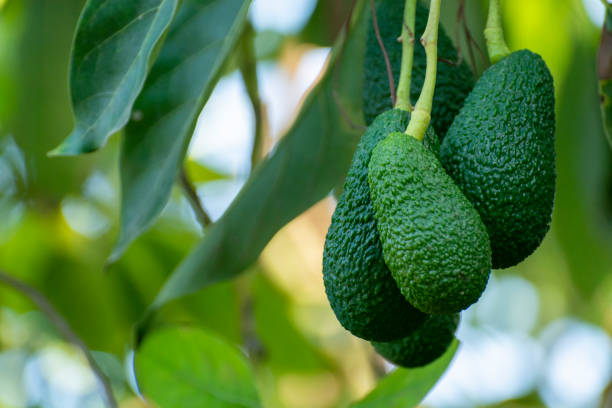 Cultivation of tasty hass avocado trees, organic avocado plantations in Costa Tropical, Andalusia, Spain Cultivation on farms of tasty hass avocado trees, organic avocado plantations in Costa Tropical, Andalusia, Spain hass avocado stock pictures, royalty-free photos & images