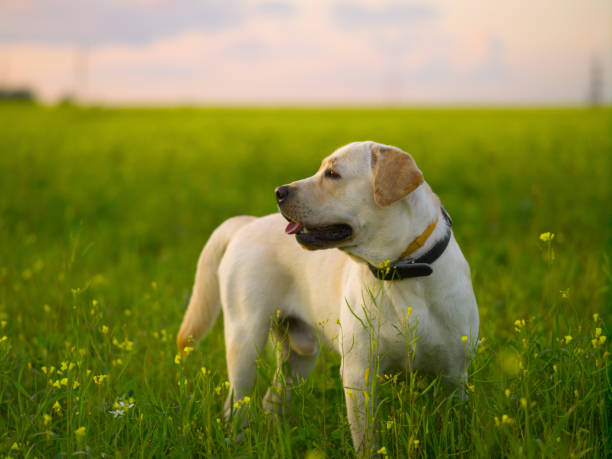 istock Golden Labrador for a walk in the field 1179844606
