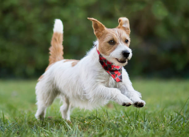 istock Small happy smiling dog jumping 1179845189