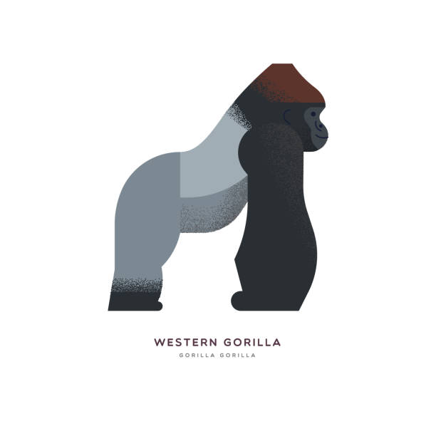 wild western africa gorilla zoo tier isoliert - silberrucken gorilla stock-grafiken, -clipart, -cartoons und -symbole