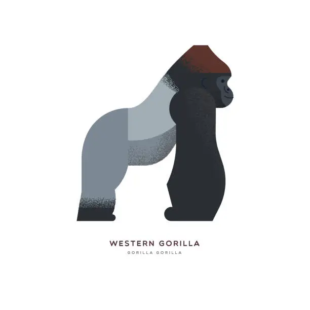 Vector illustration of Wild Western africa gorilla zoo animal isolated