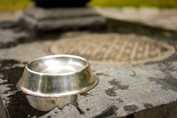 istock Dog Park Water Bowl 1179846412