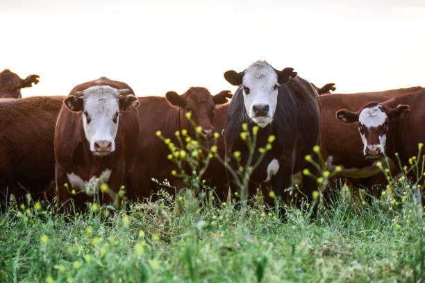 istock Cow in its inhabit 1179846512