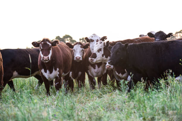 istock Cow in its inhabit 1179847342