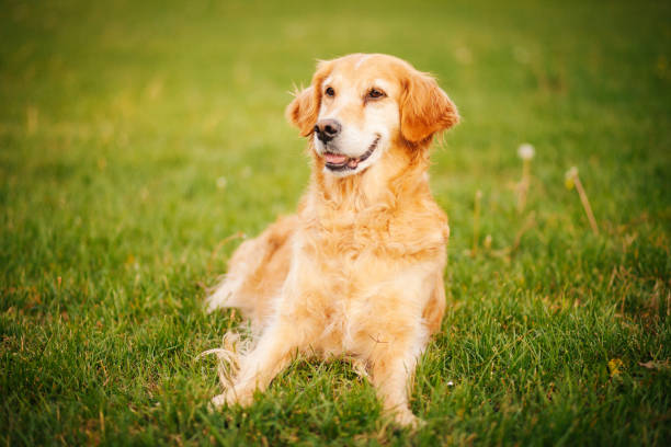 istock Beautiful golden retriever sitting in a field 1179847591