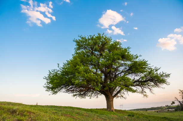 istock Calden tree in Pampas landscape 1179848550