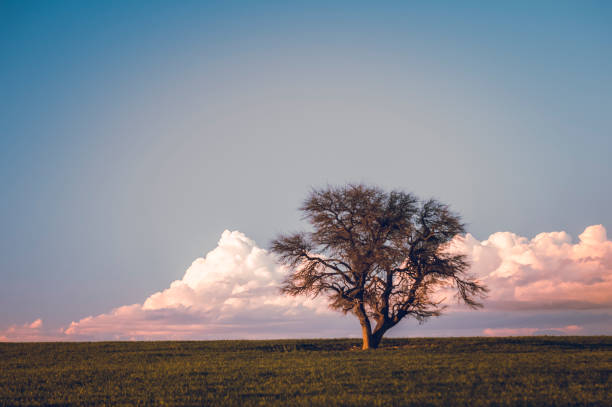 Pampas Landscape, La Pampa,Patagonia, Argentina