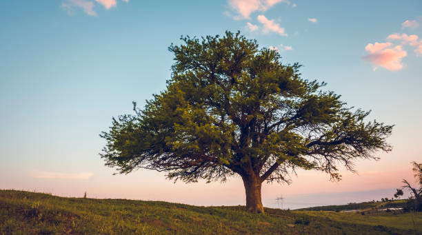 istock Calden tree in Pampas landscape 1179849073