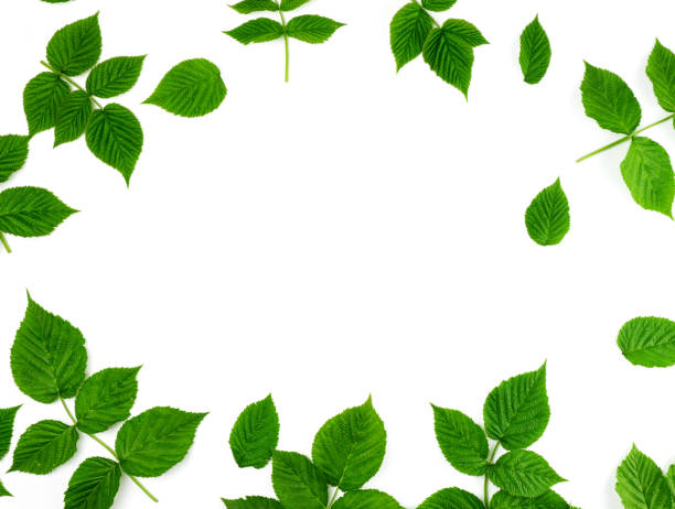istock fresh green leaves of raspberry on a white background, full frame 1179849766