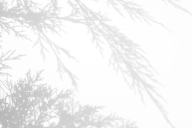 istock Gray shadow of juniper needles on a white wall 1179849883