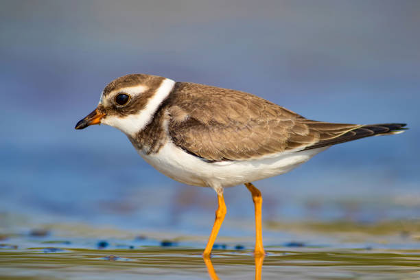 istock Cute little water bird. Water and sand background. Bird: Common Ringed Plover. Charadrius hiaticula. 1179850409