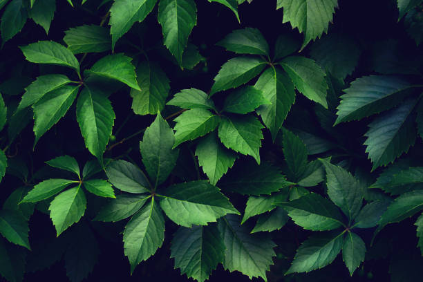 istock Branches of green plants. 1179851510