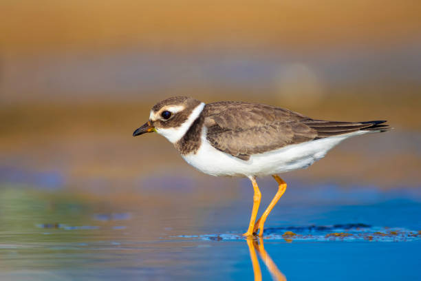 istock Cute little water bird. Water and sand background. Bird: Common Ringed Plover. Charadrius hiaticula. 1179852277