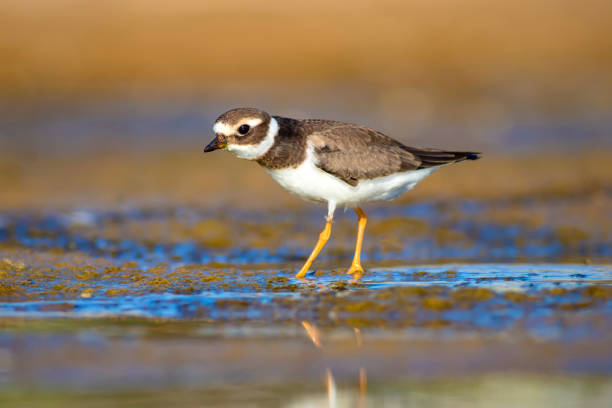 istock Cute little water bird. Water and sand background. Bird: Common Ringed Plover. Charadrius hiaticula. 1179852327