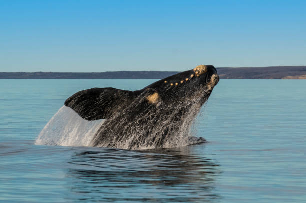 Right Whale stock photo