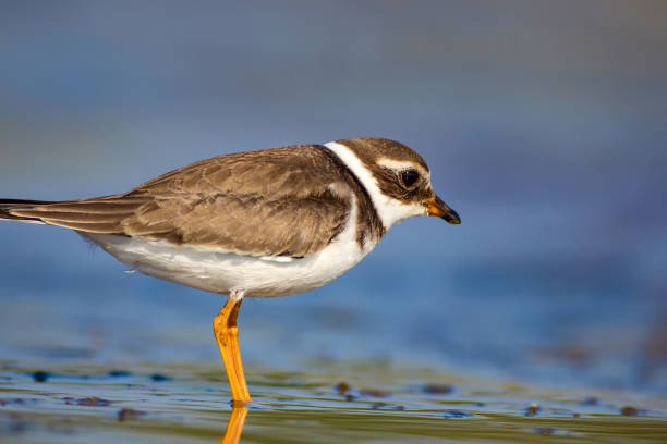 istock Cute little water bird. Water and sand background. Bird: Common Ringed Plover. Charadrius hiaticula. 1179855026
