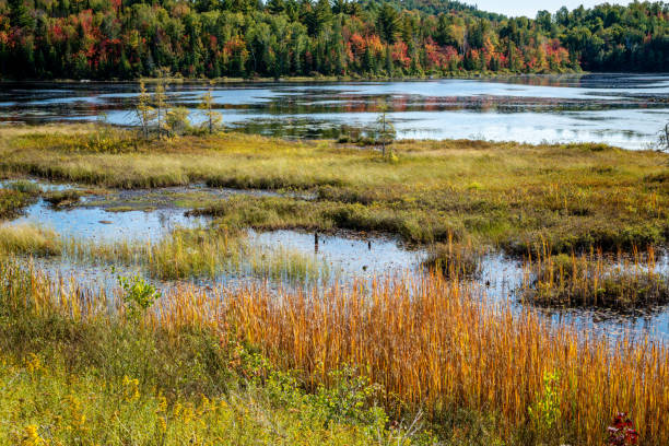 istock Laurentians parks and wildlife reserves 1179855196