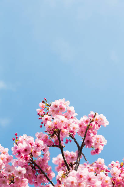 istock Pink Cherry Blossom Against Blue Sky 1179855287