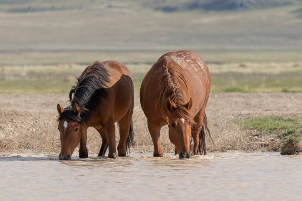 istock Wild Horses at a Desert Waterhole 1179855642