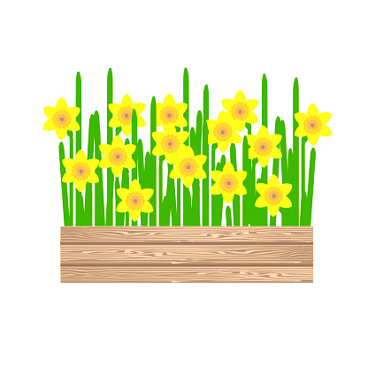 Daffodil in wooden boxes. Yellow flowers art design stock vector illustration for garden design, for web, for print