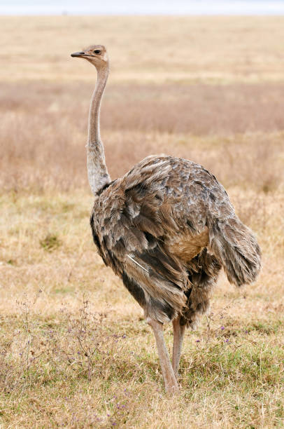 istock Big female ostrich (Strutio camelus) 1179857680