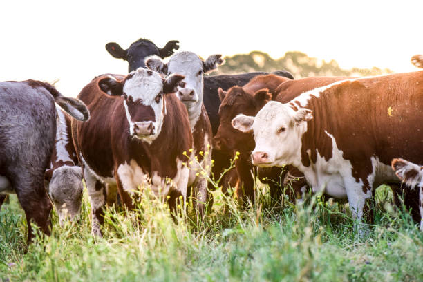 istock Cow in its inhabit 1179857743