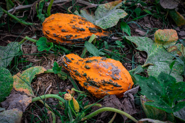 istock Gourds and Flowers 1179857991