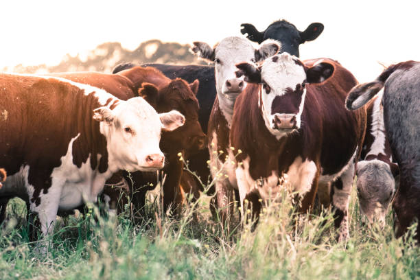 istock Cow in its inhabit 1179858091