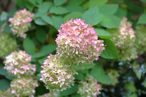 Various shades of hydrangea flowers from purple and blue to pink and magenta.