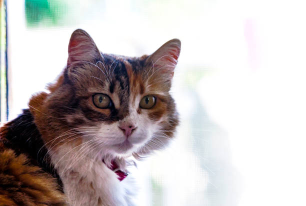 istock Adorable calico cat's face portrait with large copy space. 1179858739