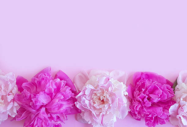 istock peony flower on a colored background 1179858938