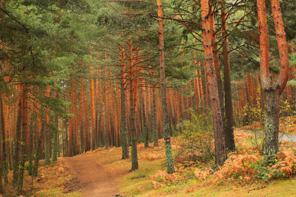 Valsain forests on the northern slope of the Sierra de Guadarrama crowned by the ports of Navacerrada and FuenfrÃ­a, Segovia, Madrid. Spain