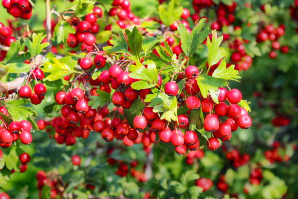 bacche di biancospino nel giardino autunnale - hawthorn foto e immagini stock