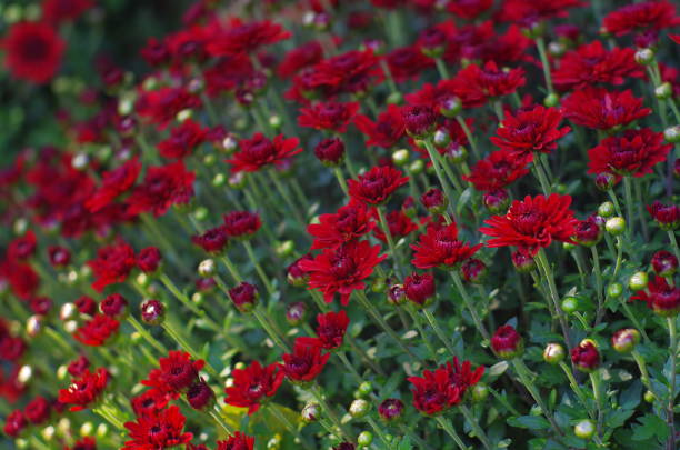istock Red Chrysanthemum flowers on blurred background with soft focus. Autumn flowers 1179863872