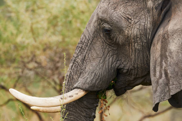 istock Portrait of an african elephant (Loxodonta africana) 1179863915