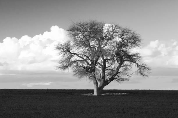 Pampas Landscape, La Pampa,Patagonia, Argentina