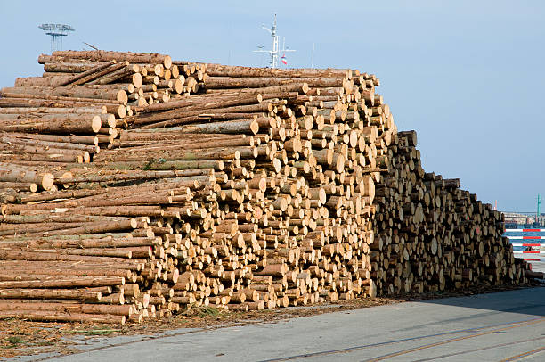 istock Pile of logs 117986444