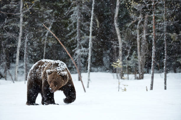istock Brown bear in winter 1179864960
