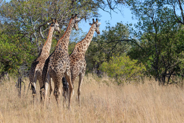 istock Giraffe in the Okavango Delta, Botswana, Africa 1179865892