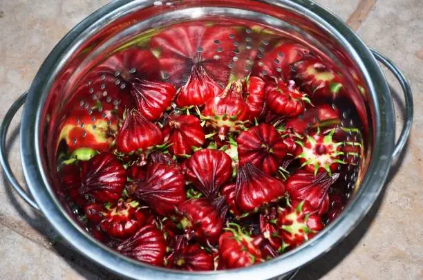 Hibiscus flower tea with seeds