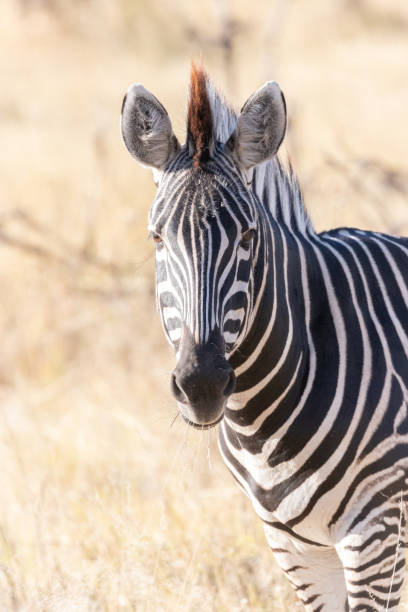 istock Zebra in the Okavango Delta, Botswana, Africa 1179866028