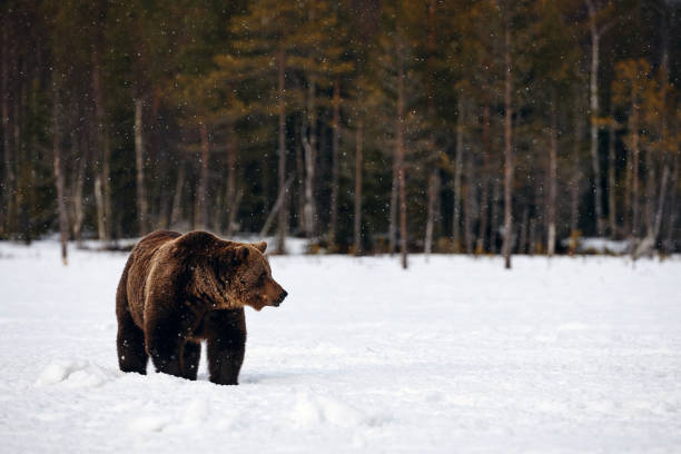 istock Brown bear walking in the snow 1179867065