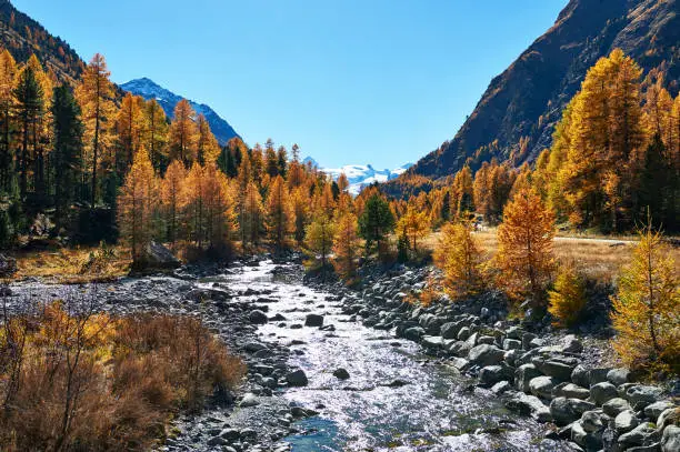 Natural alpine landscape in the Swiss Alps, with a stream and beautiful larches.
Image taken in autumn in Engadine.