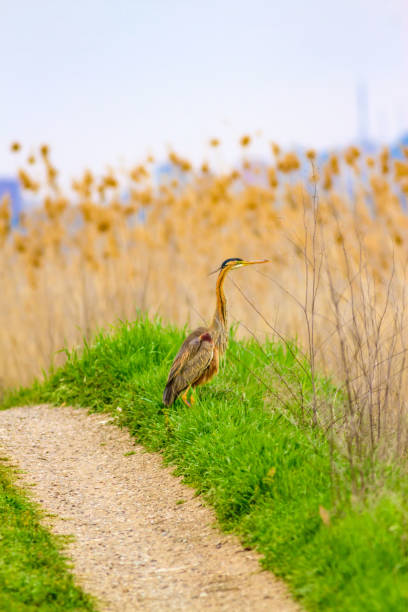 Nature and bird. Colorful nature background. Bird: Purple Heron. Ardea purpurea. Purple Heron. Ardea purpurea. purple heron stock pictures, royalty-free photos & images