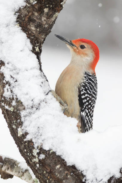 istock Red-bellied Woodpecker 1179868105