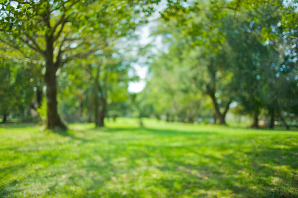 Sunny park